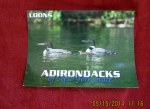Loon post card