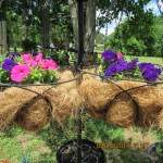 Rain water for Petunias