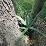 Aloe Vera is doing great