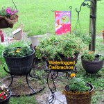 Rain soaked Calibrachoa
