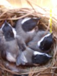 Carolina Chickadee babies