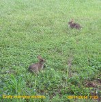 Two rabbits