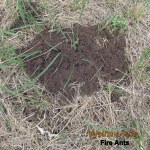 Fire Ants