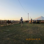 Ready to begin rodeo?