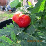 First ripe tomato
