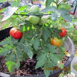 Several tomatoes