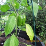One lonely green pepper