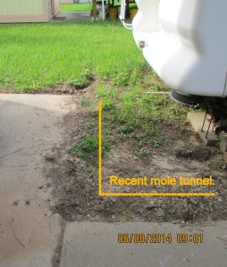 Mole digging up my yard