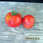 Harvested two tomatoes