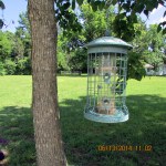 Need to fill bird feeder