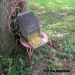 Food for squirrels