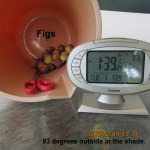 Figs; time and temperature