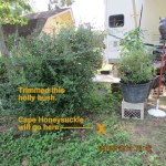 Trimmed the holly bush