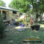 Whacking weeds (2)