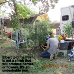 Elbert trimming tree growth