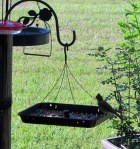 Bird on feeder (2)