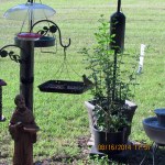 Bird on feeder