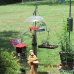 St. Francis with squirrel