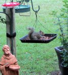 St. Francis with squirrel (2)