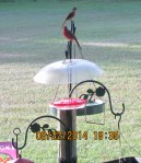 Birds on Shepherd's Hook