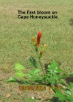 Cape Honeysuckle