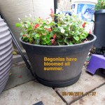 Begonias