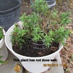 Plant not doing well