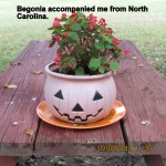 Begonia from North Carolina