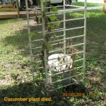 Cucumber died