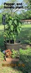 Tomato and pepper plant