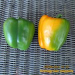 Homegrown peppers