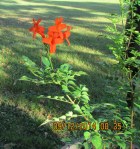 Cape Honeysuckle bloom (2)
