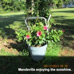 Mandavilla (1)