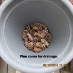 Pine cones in bottom of planter