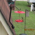 Fighting Hummingbirds (3)