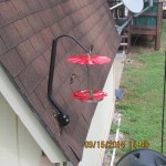 Fighting Hummingbirds (4)