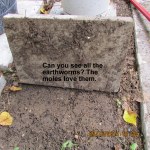 Moles love earthworms