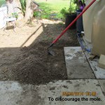 To discourage the mole