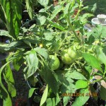 Green tomatoes (1)
