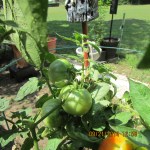 Green tomatoes (2)