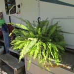 Boston Fern