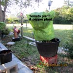 Tomato plant and pepper plant