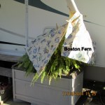 Boston Fern under cover