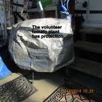 Volunteer tomato plant under cover