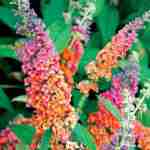 Bi-color Butterfly Bush