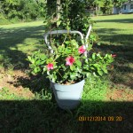 Mandevilla in Sept