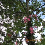 Mandeville climbing the tree