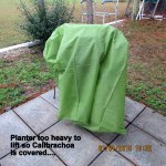 Cover over Calibrachoa plants