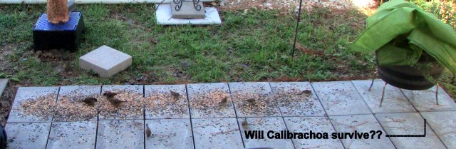 Will Calibrachoa survive