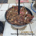 Hard freeze killed the Begonias